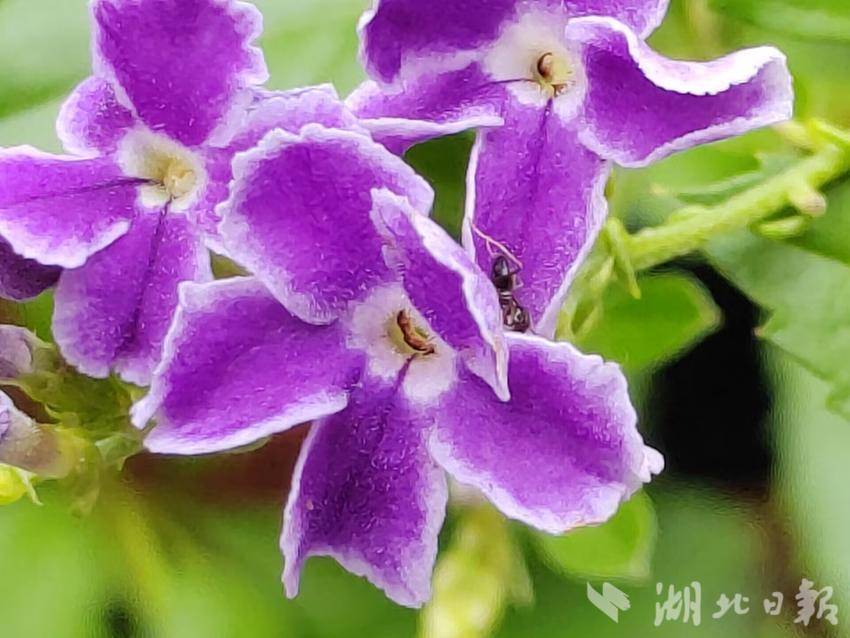 葡币游戏充值卡